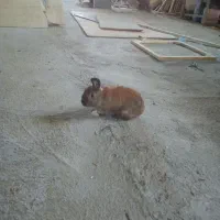 خرگوش نژاد دار ماده