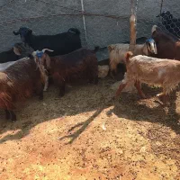 بزجوان داشتی