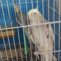 یک جفت عروس هلندی