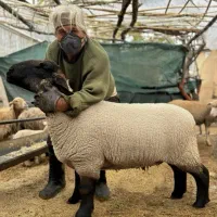 گوسفند آبستن رومن لاکن ایلدوفرانس شاروله مرینوس