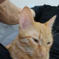 واگذاری بچه گربه 5 ماهه