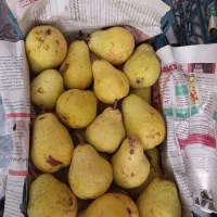 گلابی فرنگی
