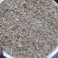 گندم درجه ۱