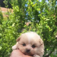 پامرانین عروسکی