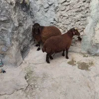 بره نر