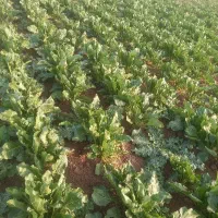 توزیع بذر و قرارداد چغندر قند با کارخانه