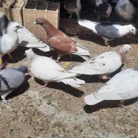 کفتر|پرنده|کوهین, |دیوار