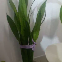 گله شمشمیری