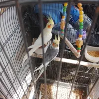 جفت عروس هلندی