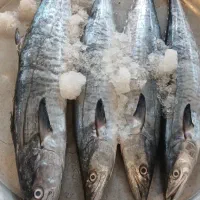 ماهی و میگو تازه هندیجان