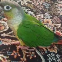 گرینچیک