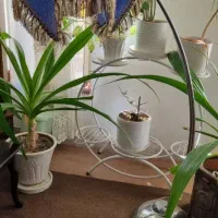 جاکفشی|جاکفشی، کمد، دراور|سیرجان, |دیوار