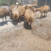 میش گوسفند