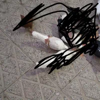 پلنگ آخر سیمتری انقلاب