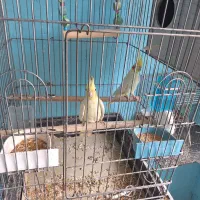 عروس هلندی مولد