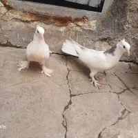کفتر  دوم چتری