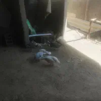 مرغ شاخدار بوقلمون