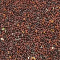 بذر شلغم اصلاح شده