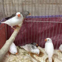 فنچ|پرنده|خوی, |دیوار