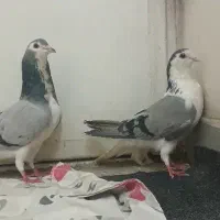 نر و ماده دم گیر