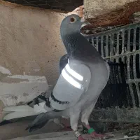 کبوتر قره سبز مسافتی