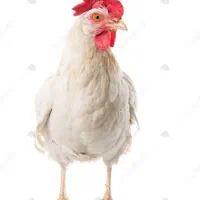 فروش ۳ عدد مرغ لگهورن سفید