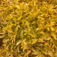 شتل گوجه|گل و گیاه طبیعی|بکتاش, |دیوار