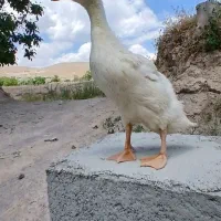 فروش جوجه مرغ واردک