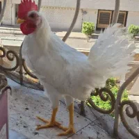 خروس نیمچه محلی سفید