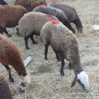گوسفدیامیش