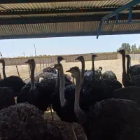 فروش جوجه شترمرغ