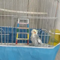 عروس هلندی