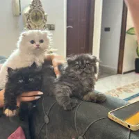 گربه