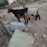 فروش1راس بز با۲راس بزغاله