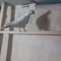 ۳تا حیون پرشی نروماده
