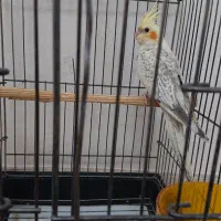 عروس هلندی