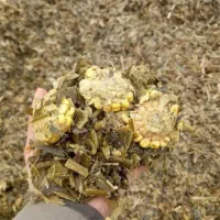 چاپر سیلو ذرت علوفه ای بسته بندی پردان