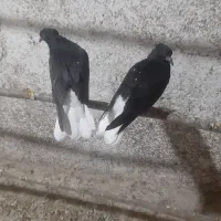 جوجه مایدوم ۱۶ دم درجه یک