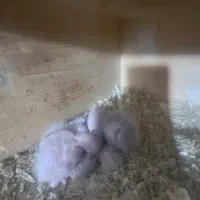 پرنده گرینچیک