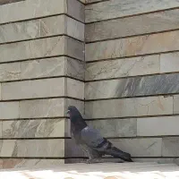 کبوتر پرشی ماده