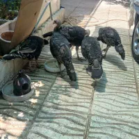 بوقلمون سینه پهن