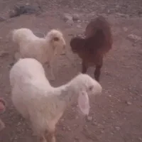 فروش دو راس  بره