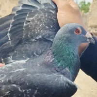 کفتر دوبر
