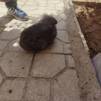 خرگوش لپ عالی خانگی اصل