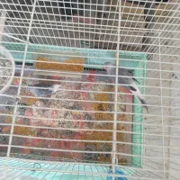 کبوتر خانگی