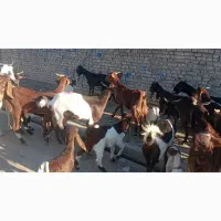 بز نجدی|حیوانات مزرعه|اهواز, اسماعیلیه|دیوار