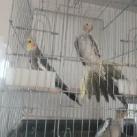 عروس هلندی