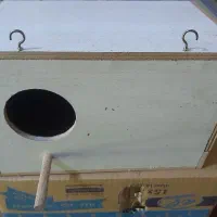 لونه عروس هلندی