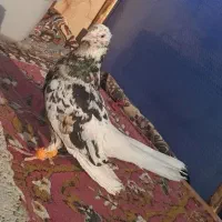 نرکوهی چاپدار ۱۵دم ۴۰سانتی