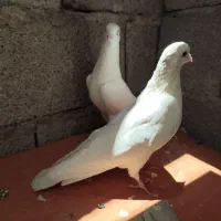 کفتر سفید پاک